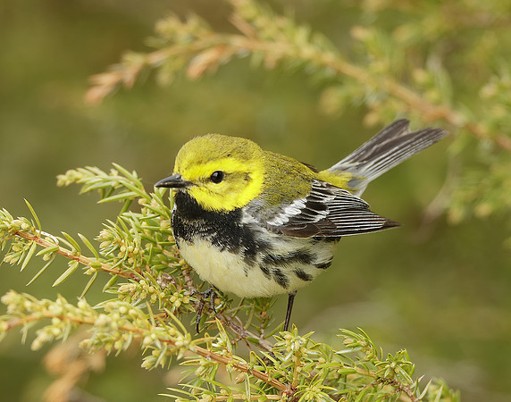 Black-throated Green Warbler Setophaga virens