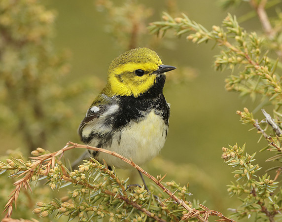 Black-throated Green Warbler Setophaga virens