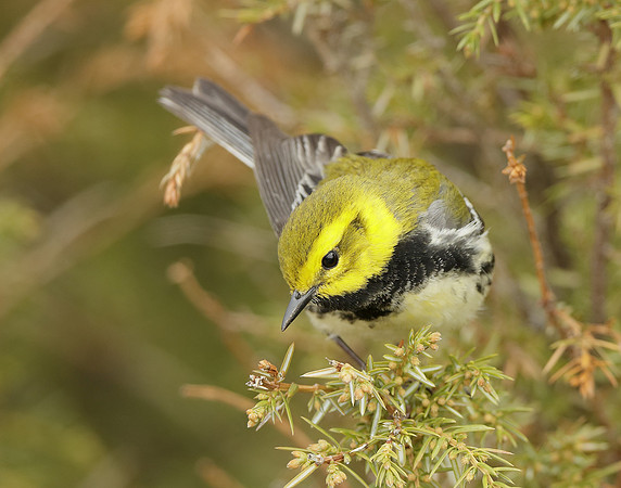 Black-throated Green Warbler Setophaga virens