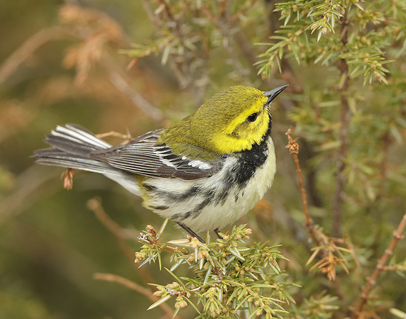 Black-throated Green Warbler Setophaga virens