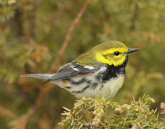Black-throated Green Warbler Setophaga virens