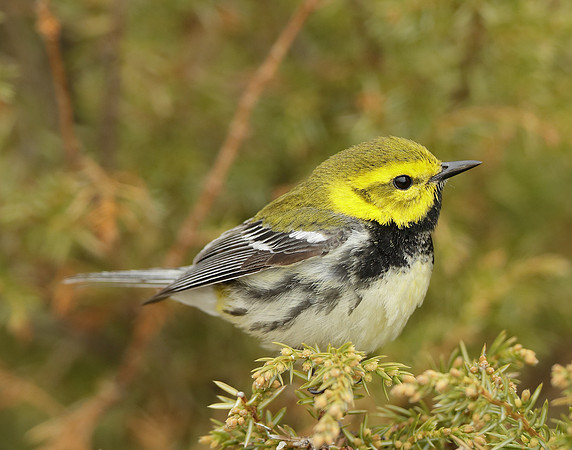 Black-throated Green Warbler Setophaga virens