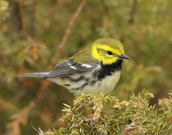 Black-throated Green Warbler Setophaga virens