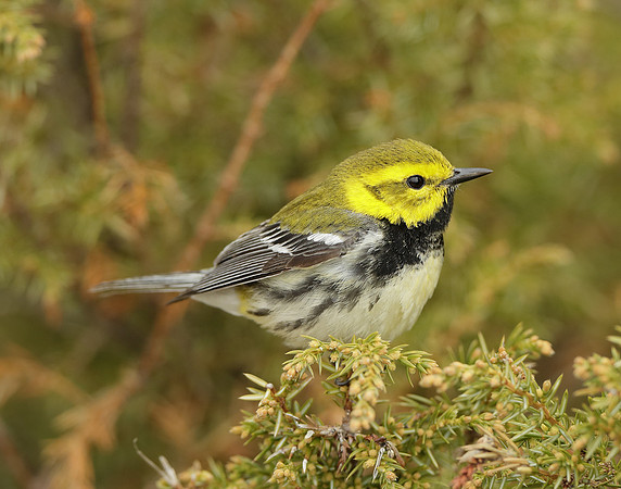 Black-throated Green Warbler Setophaga virens