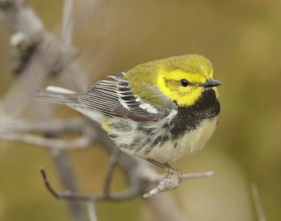 Black-throated Green Warbler Setophaga virens
