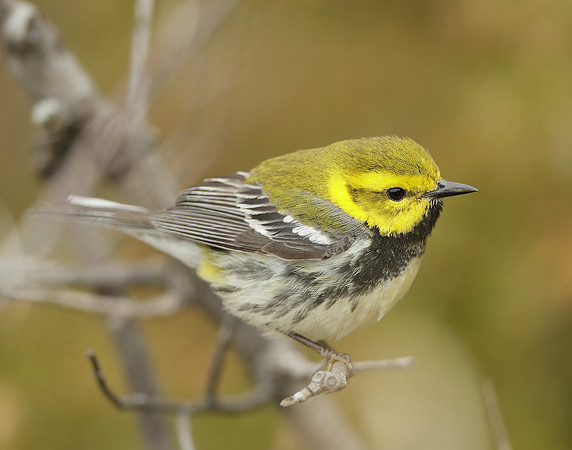 Black-throated Green Warbler Setophaga virens