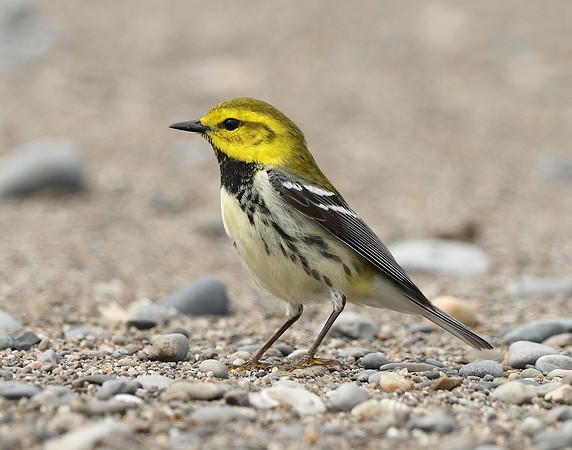 Black-throated Green Warbler Setophaga virens