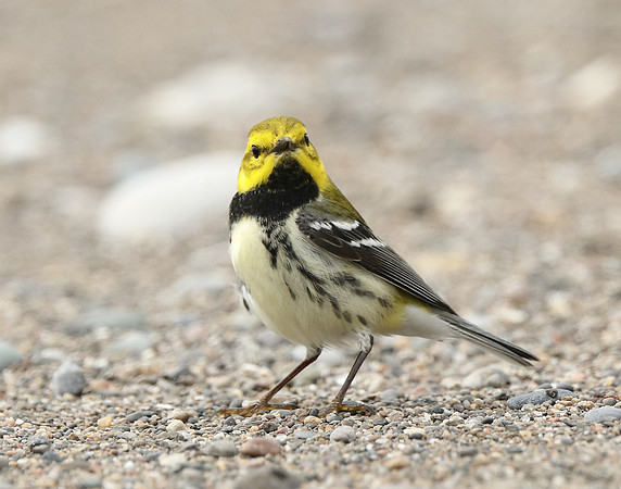 Black-throated Green Warbler Setophaga virens