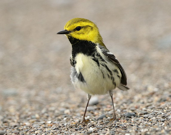 Black-throated Green Warbler Setophaga virens