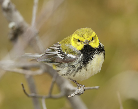 Black-throated Green Warbler Setophaga virens