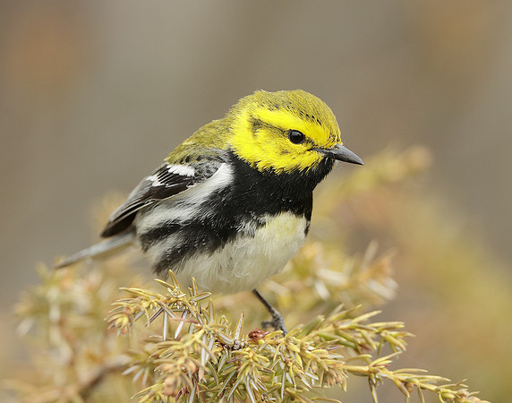 Black-throated Green Warbler Setophaga virens