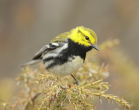 Black-throated Green Warbler Setophaga virens
