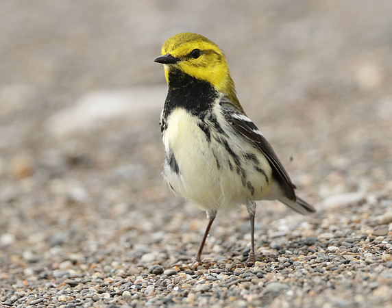 Black-throated Green Warbler Setophaga virens