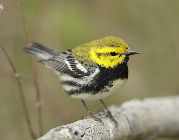 Black-throated Green Warbler Setophaga virens
