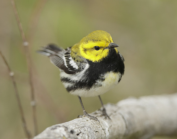 Black-throated Green Warbler Setophaga virens