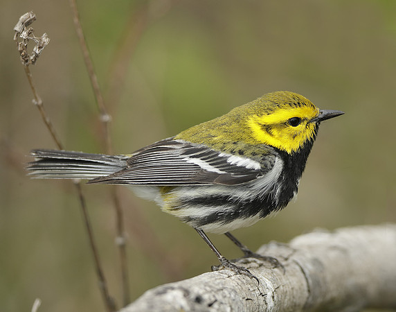 Black-throated Green Warbler Setophaga virens