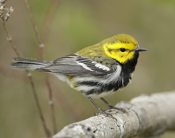 Black-throated Green Warbler Setophaga virens