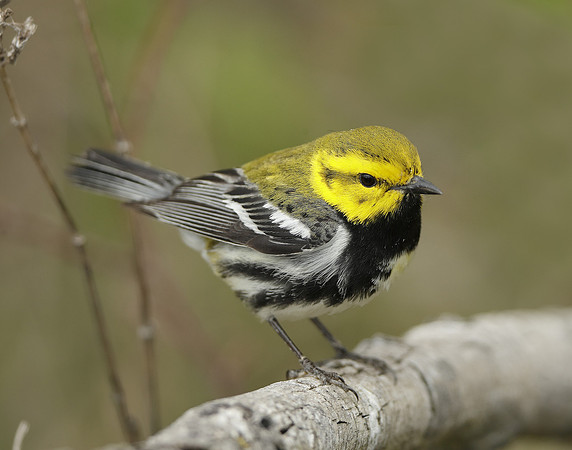 Black-throated Green Warbler Setophaga virens