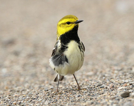 Black-throated Green Warbler Setophaga virens