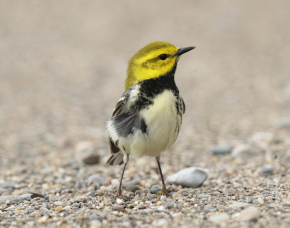 Black-throated Green Warbler Setophaga virens