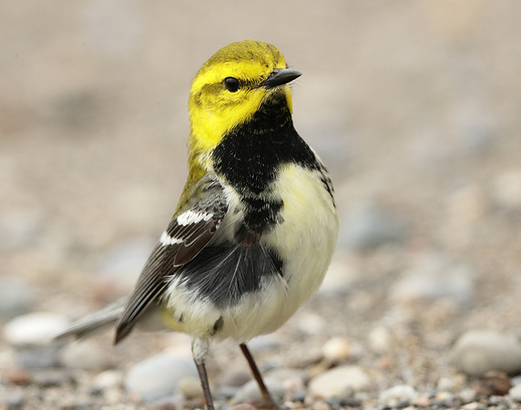 Black-throated Green Warbler Setophaga virens