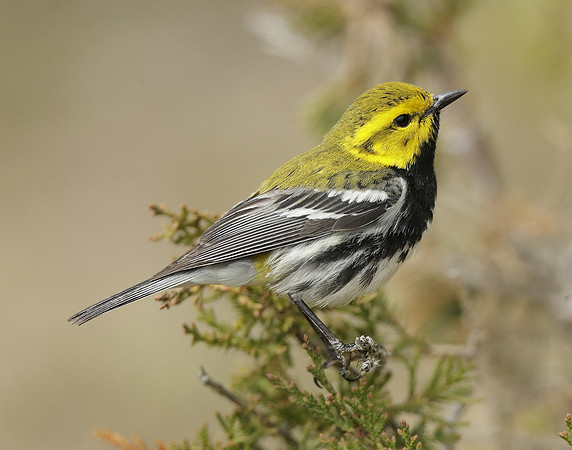 Black-throated Green Warbler Setophaga virens