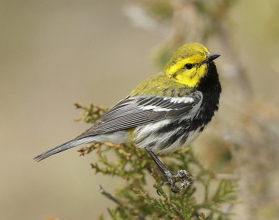 Black-throated Green Warbler Setophaga virens