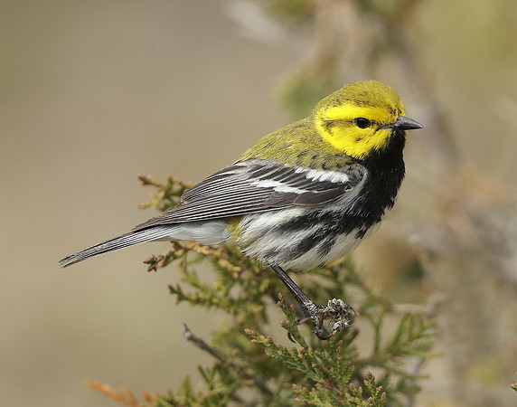Black-throated Green Warbler Setophaga virens