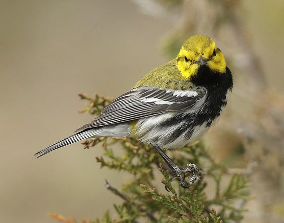 Black-throated Green Warbler Setophaga virens