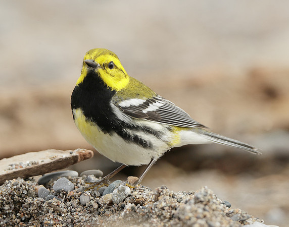 Black-throated Green Warbler Setophaga virens