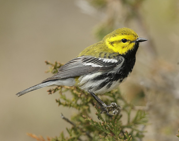 Black-throated Green Warbler Setophaga virens