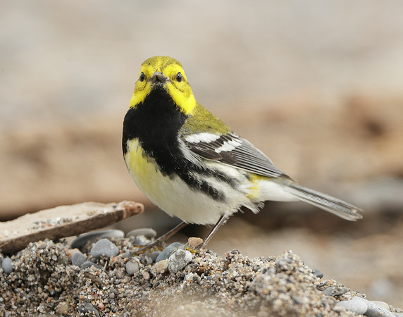 Black-throated Green Warbler Setophaga virens