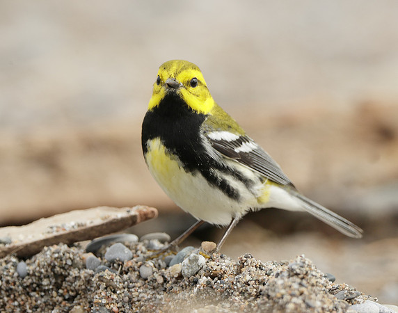 Black-throated Green Warbler Setophaga virens