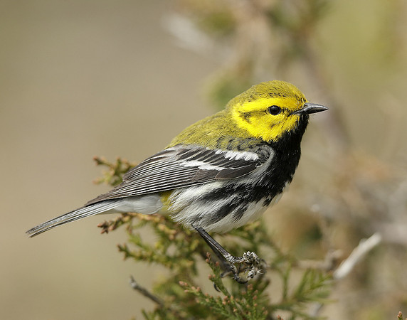 Black-throated Green Warbler Setophaga virens