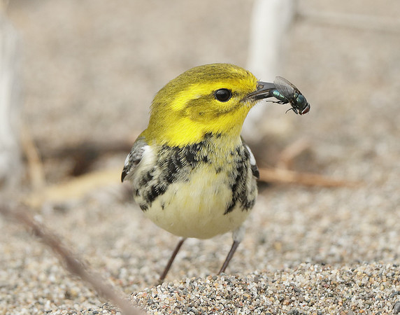 Black-throated Green Warbler Setophaga virens