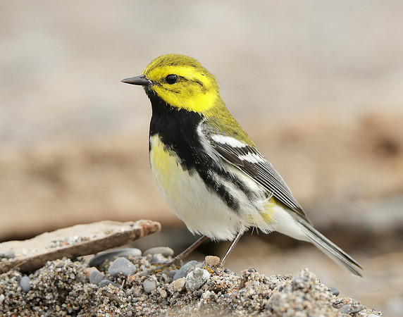 Black-throated Green Warbler Setophaga virens
