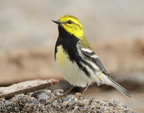 Black-throated Green Warbler Setophaga virens