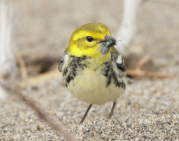 Black-throated Green Warbler Setophaga virens