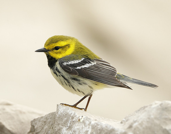 Black-throated Green Warbler Setophaga virens