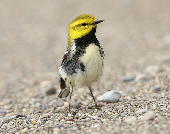 Black-throated Green Warbler Setophaga virens