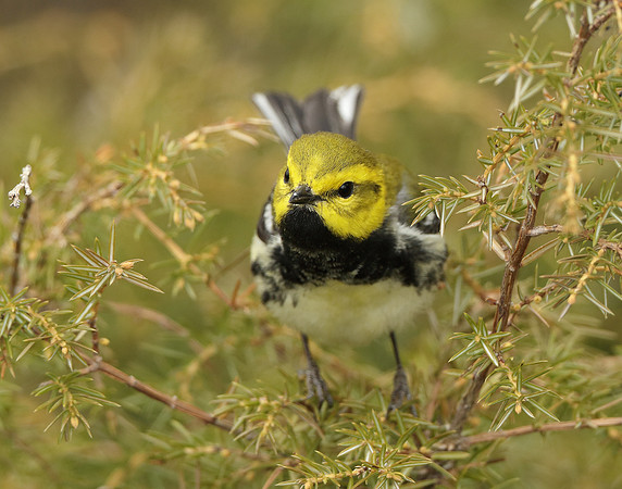 Black-throated Green Warbler Setophaga virens