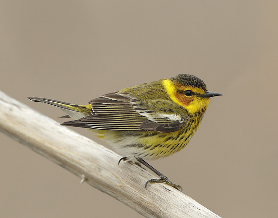 Cape May Warbler Setophaga tigrina