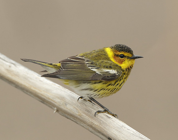 Cape May Warbler Setophaga tigrina