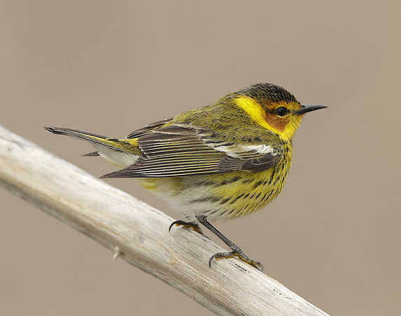Cape May Warbler Setophaga tigrina
