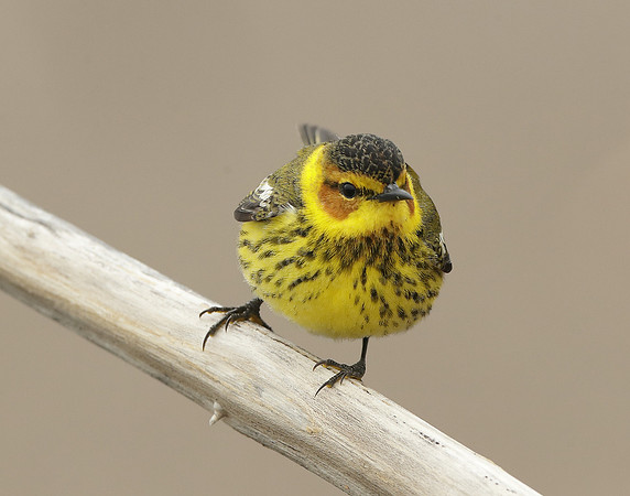 Cape May Warbler Setophaga tigrina