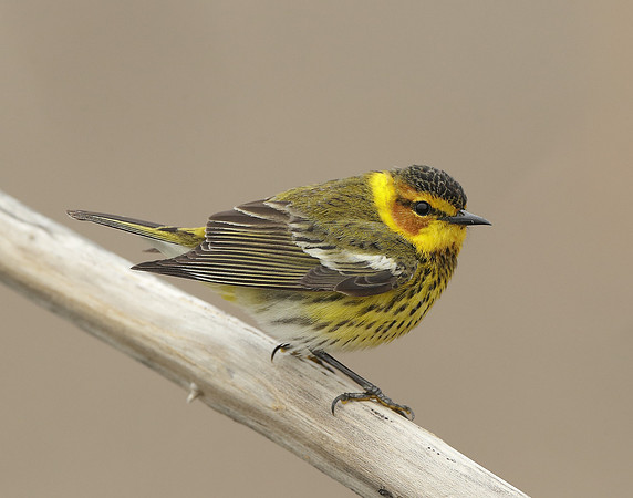 Cape May Warbler Setophaga tigrina
