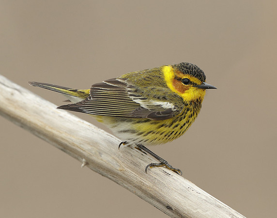 Cape May Warbler Setophaga tigrina