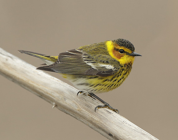 Cape May Warbler Setophaga tigrina