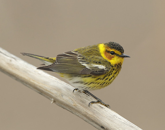 Cape May Warbler Setophaga tigrina
