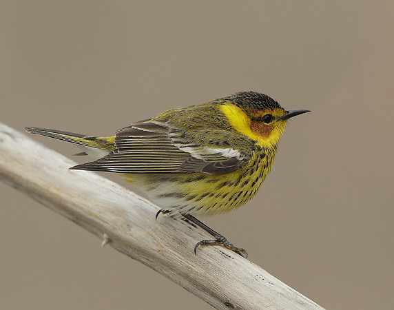 Cape May Warbler Setophaga tigrina